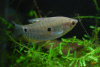Гурами голубой двухточечный (Trichogaster trichopterus)