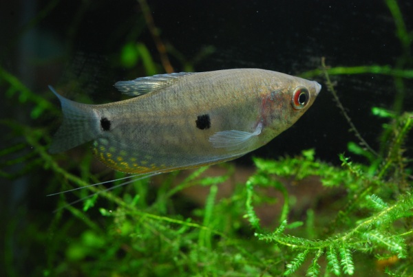 Гурами голубой двухточечный (Trichogaster trichopterus)