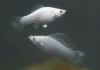Моллинезия снежинка сербристая (Poecilia latipinna Silver Molly)