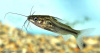 Мистус полосатый сом (Mystus vittatus)