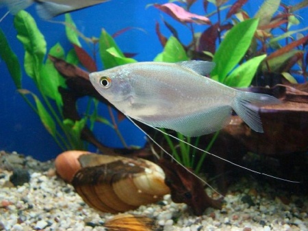 Гурами Лунный (Trichogaster microlepis) 5 см