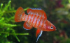 Бадис скарлет красный (Badis sp. Scarlet) мини рыбка 3 см