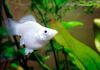 Моллинезия белая баллон (Poecilia sphenops Silver Molly balloon)