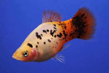 Пецилия красно белая ситцевая (Xiphophorus maculatus white & red calico Platy)