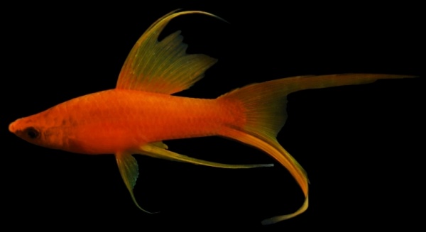Меченосец Геллера красный лирохвостый (Xiphophorus helleri Red Lyretail)