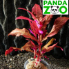 Alternanthera reineckii 'Bronze'- Альтернантера рейника 'бронзовая' L301