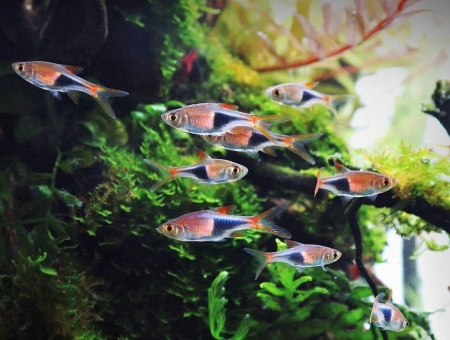 Расбора Клинопятнистая (Trigonostigma Heteromorpha)
