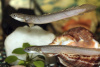 Полиптерус Сенегальский (Polypterus senegalus) 5-6 см 