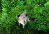 Скалярия Березка (pterophyllum birch)