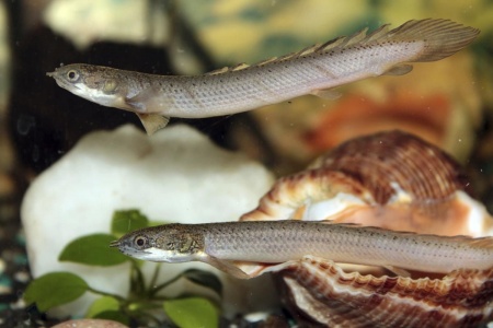 Полиптерус Сенегальский (Polypterus senegalus) 5-6 см 