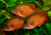 Цихлида Астронотус ореховый 5-6 см (Astronotus Ocellatus)