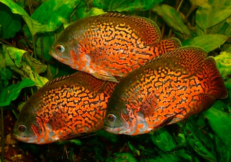 Цихлида Астронотус ореховый 5-6 см (Astronotus Ocellatus)
