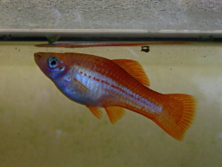 Меченосец Геллера неоновый (Xiphophorus helleri Neon)