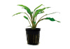 Криптокорина желтая или лютея (Cryptocoryne lutea)