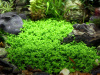 Микрантенум Монтекарло (Micranthemum Montecarlo)