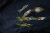 Гуппи Эндлера Леопард  (Guppy) Самец