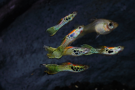 Гуппи Эндлера Леопард  (Guppy) Самец