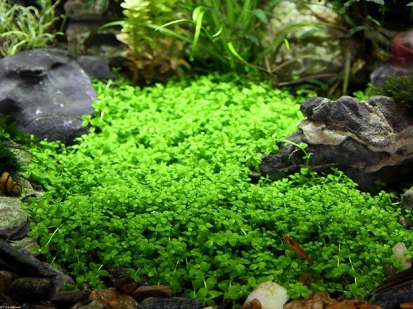 Микрантенум Монтекарло (Micranthemum Montecarlo)