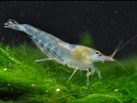Креветка "Небесная Жемчужина" (Neocaridina Blue Pearl)