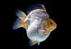 Риукин белый короткохвостый (Goldfish Ryukin white short tail)
