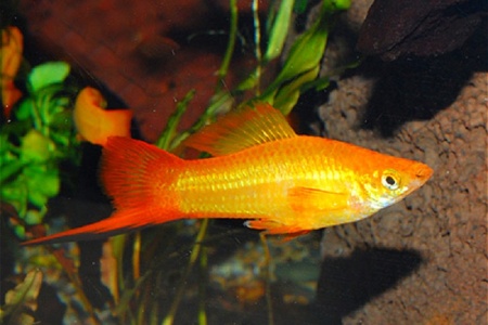Меченосец Золотая комета (Xiphophorus helleri Golden)
