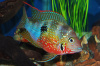 Цихлазома Элиота (Thorichthys maculipinnis, Thorichthys ellioti) 4-4,5 см