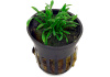 Криптокорина парва или Криптокорина карликовая (Cryptocoryne parva)