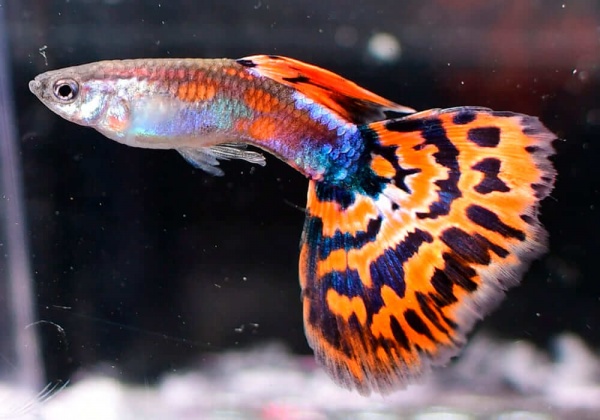 Гуппи красная мозаика (Poecilia reticulata red mosaic)