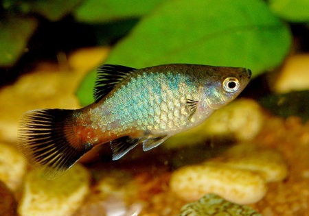 Пецилия радужный закат (Xiphophorus maculatus Sunset Rainbow Platy)