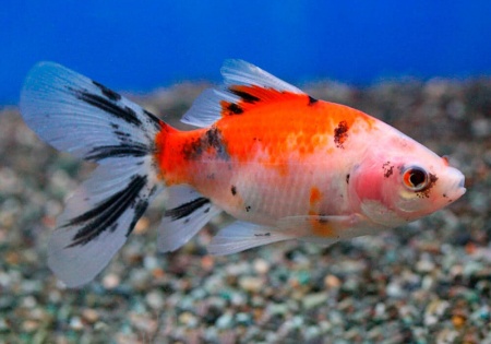 Золотая рыбка Шубункин бристольский ситцевый (Goldfish Bristol Shubunkin calico)