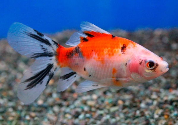 Золотая рыбка Шубункин бристольский ситцевый (Goldfish Bristol Shubunkin calico)