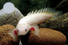 Полиптерус сенегальский альбинос (Polypterus senegalus albino) 5-6 см 