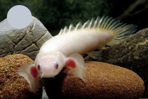 Полиптерус сенегальский альбинос (Polypterus senegalus albino) 5-6 см 