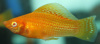 Моллинезия оранжевая альбино парусный (Poecilia velifera Gold Molly sailfin)