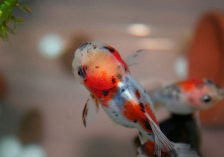 Оранда ситцевая  (Goldfish Oranda calico)