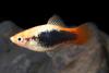 Пецилия красно белый смокинг  (Xiphophorus maculatus Red & white tuxedo Platy)