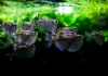 Карнегиелла марта (Carnegiella marthae)