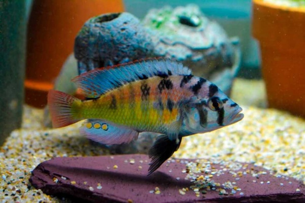 Цихлида Хаплохромис Брауна (Haplochromis brownae) 4-5см