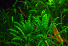 Погостемон Хелфера (Pogostemon helferi )