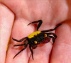 Краб Вампир Желтая спина САМЕЦ  (Geosesarma bicolor sp. Yellow male)
