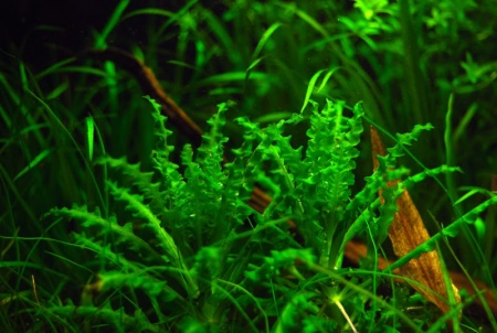 Погостемон Хелфера (Pogostemon helferi )