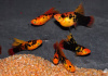 Пецилия закат ситцевый (Xiphophorus maculatus sunset calico Platy)