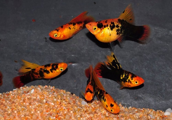 Пецилия закат ситцевый (Xiphophorus maculatus sunset calico Platy)