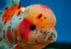 Оранда ситцевая  (Goldfish Oranda calico)