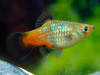 Пецилия радужный закат (Xiphophorus maculatus Sunset Rainbow Platy)
