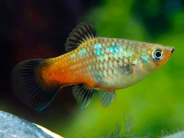 Пецилия радужный закат (Xiphophorus maculatus Sunset Rainbow Platy)