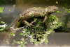 Тритон Испанский Иглистый чёрный 5см