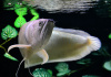 Арована серебристая Южноамериканская (Osteogssum bicirrhosum) 8-10 см