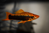 Меченосец Кубинский (Xiphophorus helleri Red Black Tuxedo)