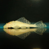 Птеригоплихт парчовый золотой сом (Glyptoperichthys gibbiceps var. albino,)  4,5-5 см.
